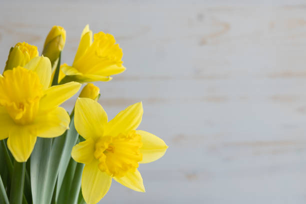bordure de fleurs de jonquille - daffodil flower isolated cut out photos et images de collection