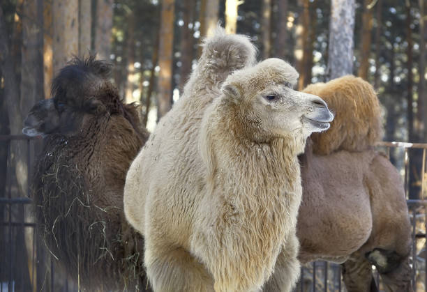 겨울에 는 3 개의 낙타 - bactrian camel 뉴스 사진 이미지