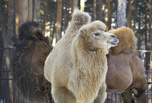 Three camels in winter. Two-humped camels with thick fur in the forest. Siberia, Russia