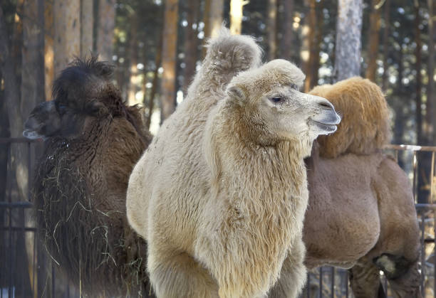 três camelos no inverno - bactrian camel - fotografias e filmes do acervo