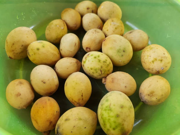 istock portrait of yellow langsat fruit in a plastic container 1368308118