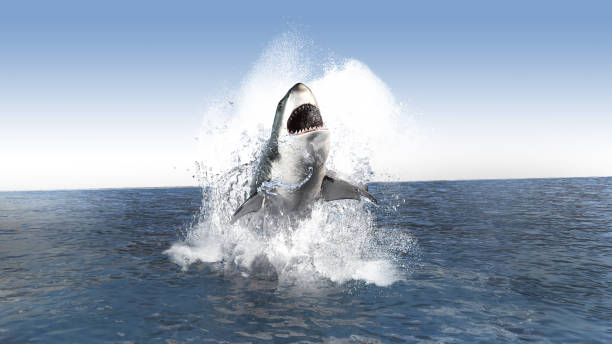 ฉลามขาว (คาร์ชาโรดอนคาร์คาเรียส) ฝ่าฝืนการโจมตี การล่าฉลามขาว - เม็กกาโลดอน ภาพสต็อก ภาพถ่ายและรูปภาพปลอดค่าลิขสิทธิ์