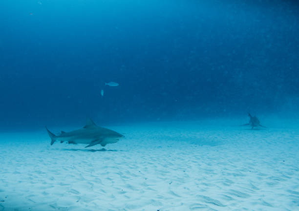 istock deep diving with bull shark in playa del carmen Mexico 1368309264