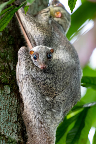 curieux colugo tyke - tyke photos et images de collection