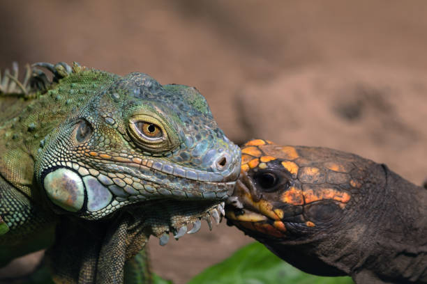 Close-up portrait of a green iguana lying on a stone in tropical forest
