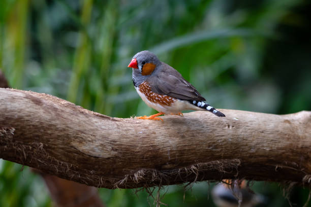 Zebra Finch Colorful Zebra Finch on a tree branch. zebra finch stock pictures, royalty-free photos & images
