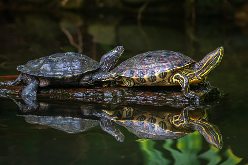 Two Pond Turtles on a log in the water.