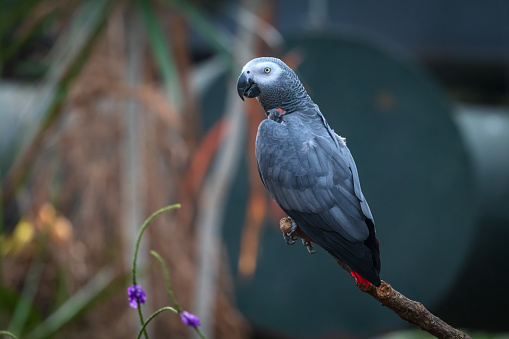 African Gray parrot perched on a branch.