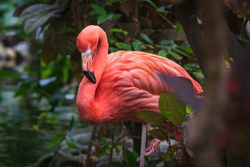 Pink Flamingo, originally from North and Central America.