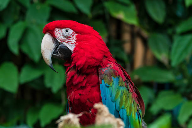 Green Winged Macaw Beautiful red and green Macaw, originally from South America. green winged macaw stock pictures, royalty-free photos & images
