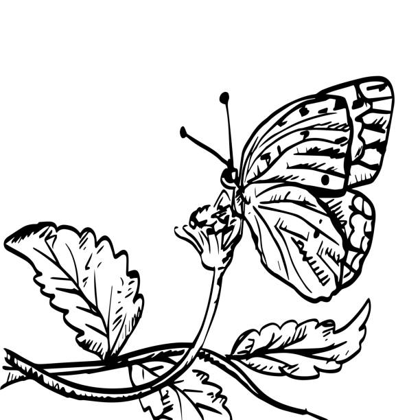 蝶は花にスケッチを描く蝶の図面 - leaf greeting card love cute点のイラスト素材／クリップアート素材／マンガ素材／アイコン素材