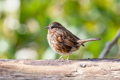 song sparrow perched on a wood