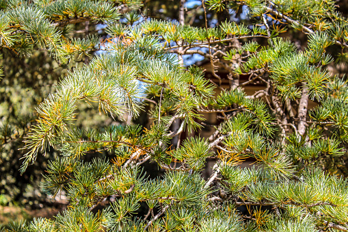 Pine tree boughs close up in summer