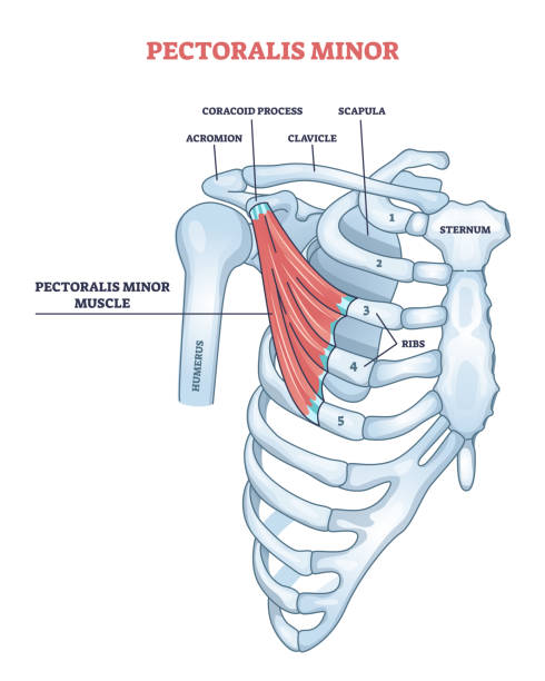 Pectoralis minor shoulder muscle anatomy with bone structure outline diagram Pectoralis minor shoulder muscle anatomy with bone structure outline diagram. Labeled educational human chest, thorax, brisket, breast and bust as didactic board of muscular system vector illustration scapula stock illustrations
