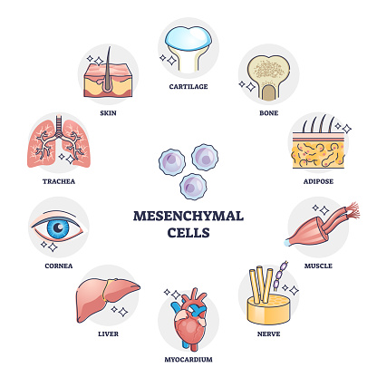 Mesenchymal stem cells multiple differentiation potential outline diagram. Labeled educational anatomical multipotent signaling examples with stromal cells variety in human body vector illustration.