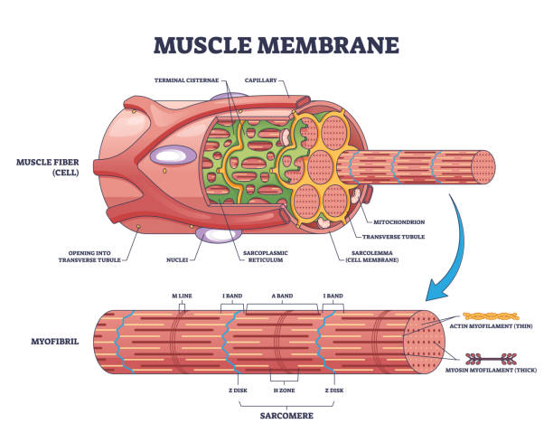Muscle membrane or sarcolemma anatomical layers structure outline diagram Muscle membrane or sarcolemma anatomical structure outline diagram. Labeled educational microscopic closeup with myofibril and fiber detailed description vector illustration. Band and zones scheme. myosin stock illustrations