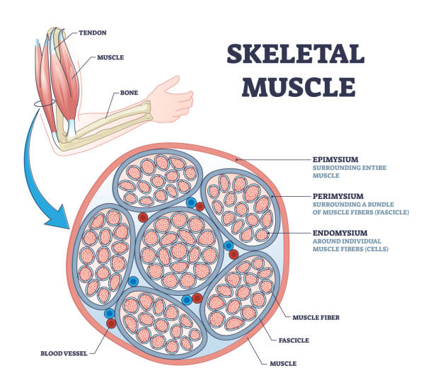 Skeletal muscle description with cross section structure outline diagram