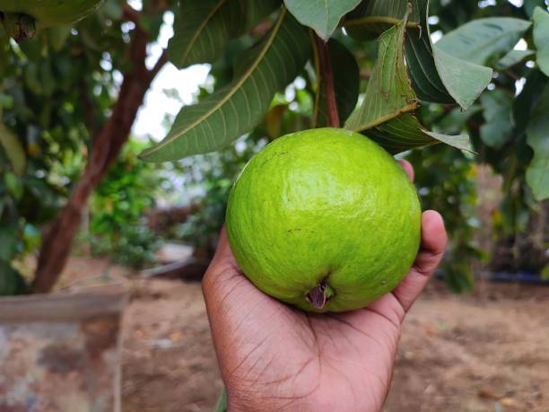 istock Closeup view of a guava fruit holding with hand 1368320304