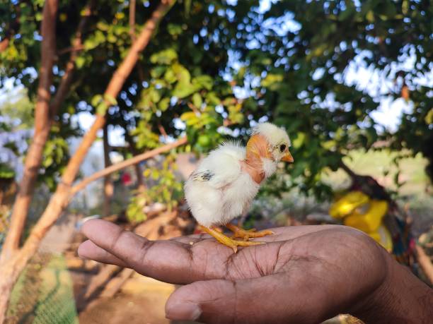 istock Closeup view and selective focus of small chick on human hand 1368320330