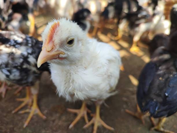 istock Closeup view of a cute little chick 1368320334