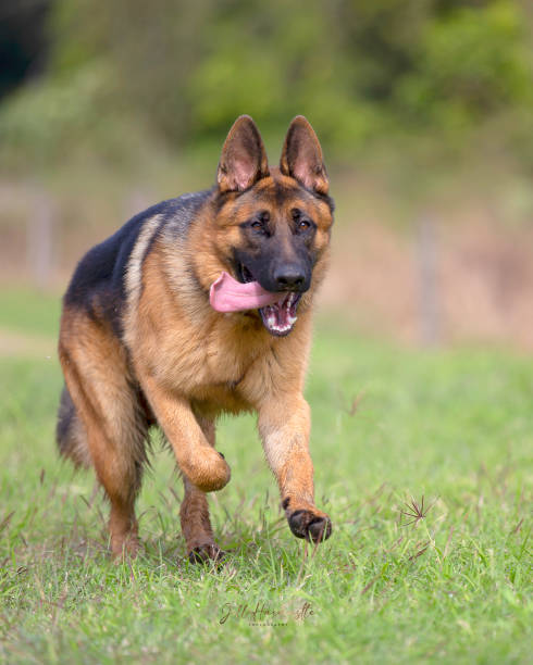 istock Pure Bred German Shepherd Puppy 8 months_2 1368320757