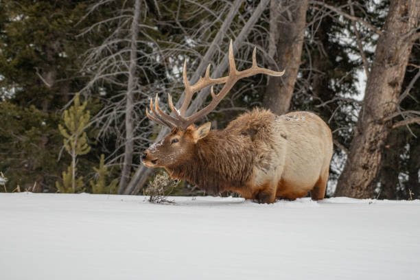 istock Bull elk in deep snow looking for food 1368321471