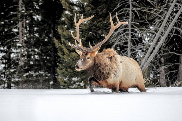 istock Bull elk in deep snow looking for food 1368321485