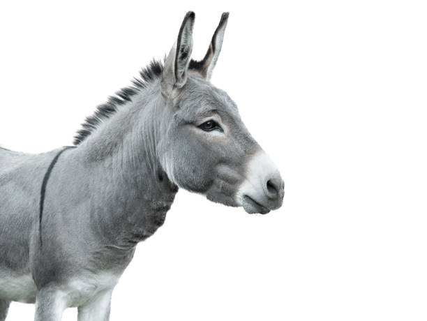 istock donkey portrait isolated on white background 1368322433