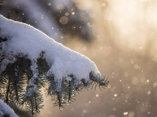 istock Green fir branches in winter covered with snow 1368322521