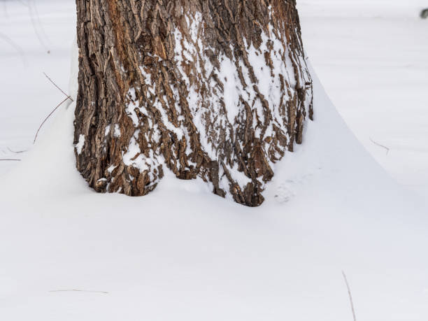 A tree trunk, snowbound in winter. The trunk of a willow covered with snow. Nature in winter. Trees in winter.