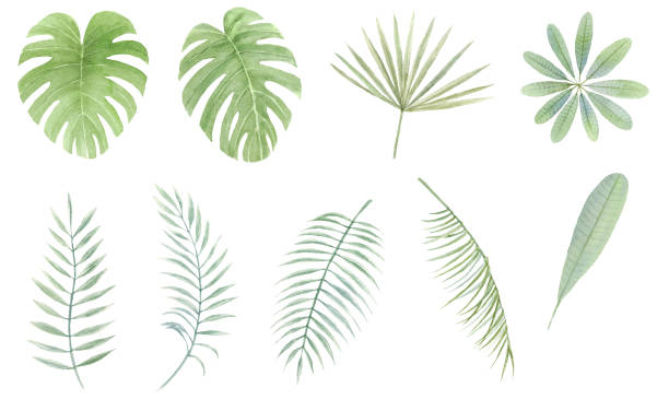 istock Watercolor illustration set of summer image green leaves 1368323526