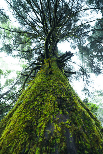 istock old trees and moss in the rainforest 1368324294