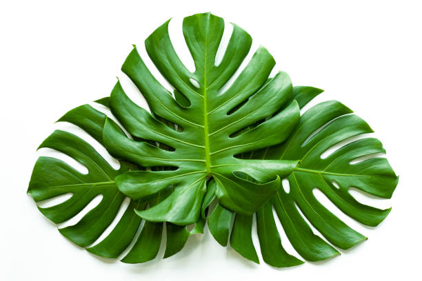 istock closeup beautiful Monstera leaf isolated on white background 1368327730
