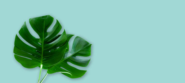 istock Creative layout of colorful tropical  monstera leaf on pastel blue background. 1368328373