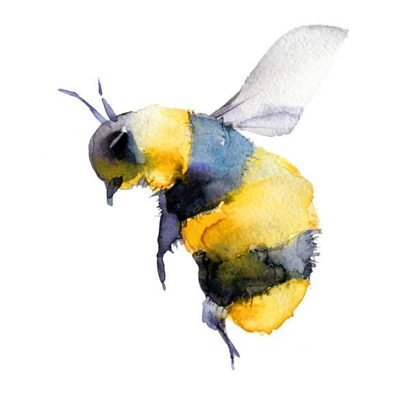 ilustraciones, imágenes clip art, dibujos animados e iconos de stock de ilustración en acuarela de un abejorro, abeja - abeja