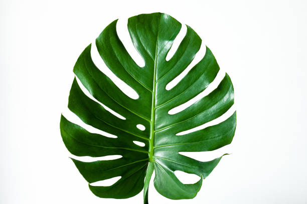 istock closeup beautiful Monstera leaf isolated on white background 1368328807