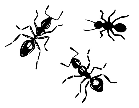 Ants Vector Drawing. Black ants on a white isolated background.  Hand drawn engraving illustration of pest insect