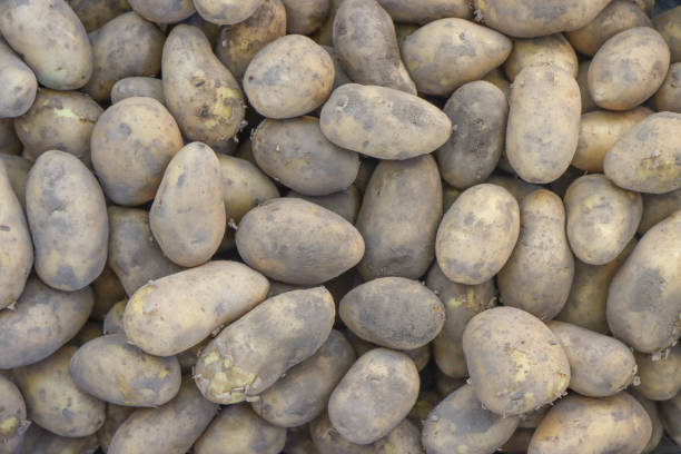 istock Harvested, ripe potato vegetable. 1368332662