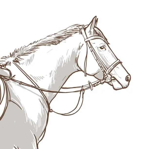 Vector illustration of Hand drawn illustration of horse head performing equine training, horse riding, vector