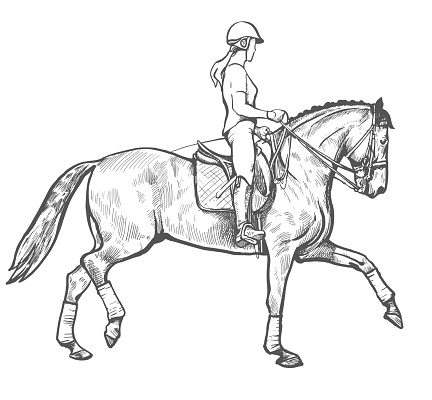 drawing of young horse rider woman performing dressage training, horse riding, horse stallion with jockey drawing for sport vector illustration