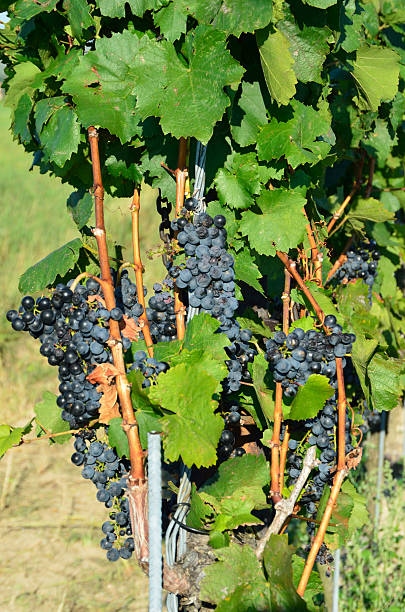 istock Vine in Burgenland 136833317