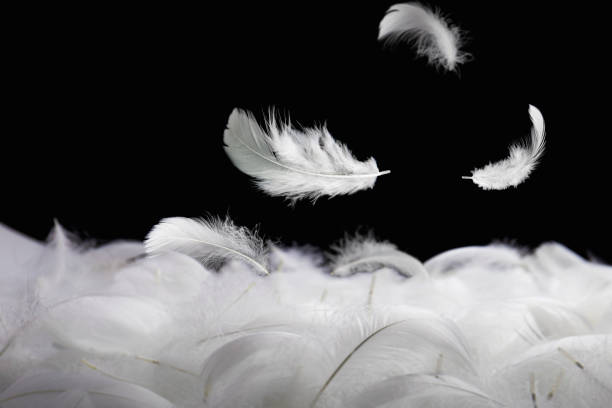 istock Down Feathers. Soft White Fluffly Feathers Falling in The Air. Swan Feather on Black Background. 1368334117