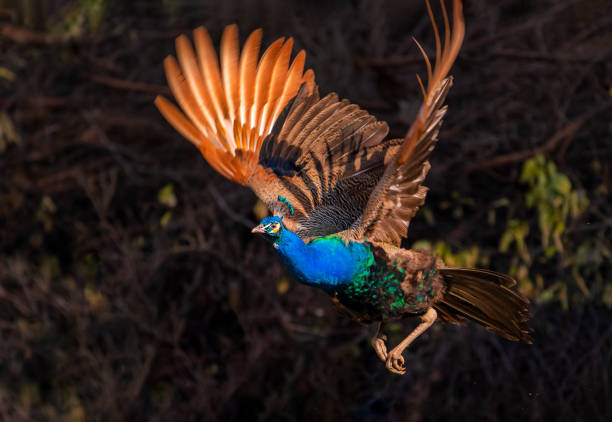 Portrait of a blue peacock (Pavo cristatus). Bird in close-up.