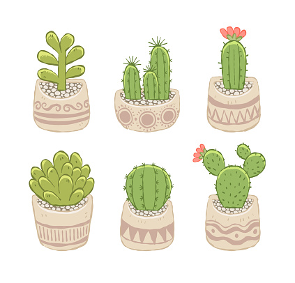 various of succulent and cactus in little cute pot