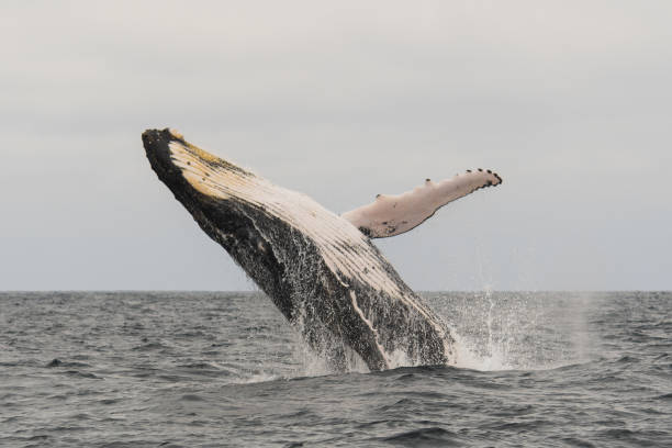 istock Humpback whale jumping in the sea 1368335155