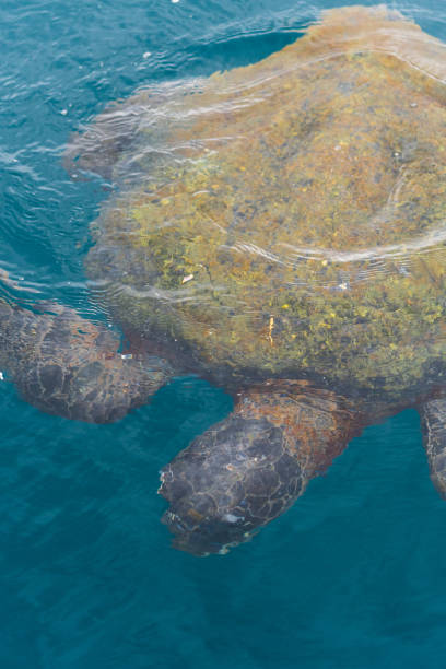 istock Sea turtle swimming in the sea 1368335162