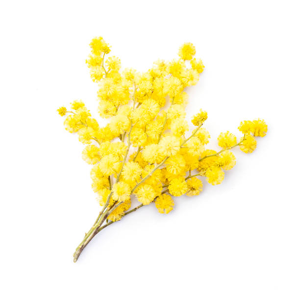 istock Mimosa flowers closeup. 1368336288