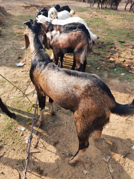 istock Goat market in india. 1368337154