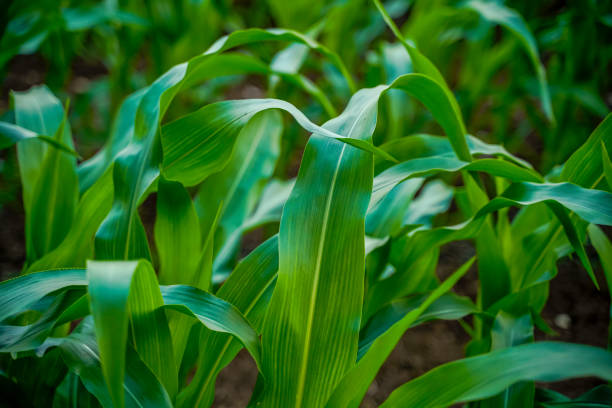 Green sorghum or corn agriculture field. stock photo