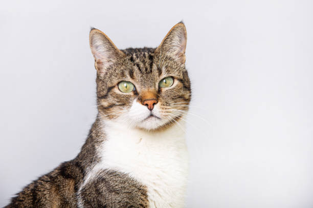 istock Cat  looking to camera isolated on white background. Funny curious striped cat to camera isolated on grey wall background with copy space. 1368340576